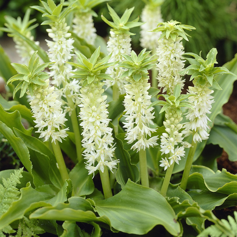 3 Fleurs ananas d'automne - Eucomis autumnalis - Bulbes à fleurs