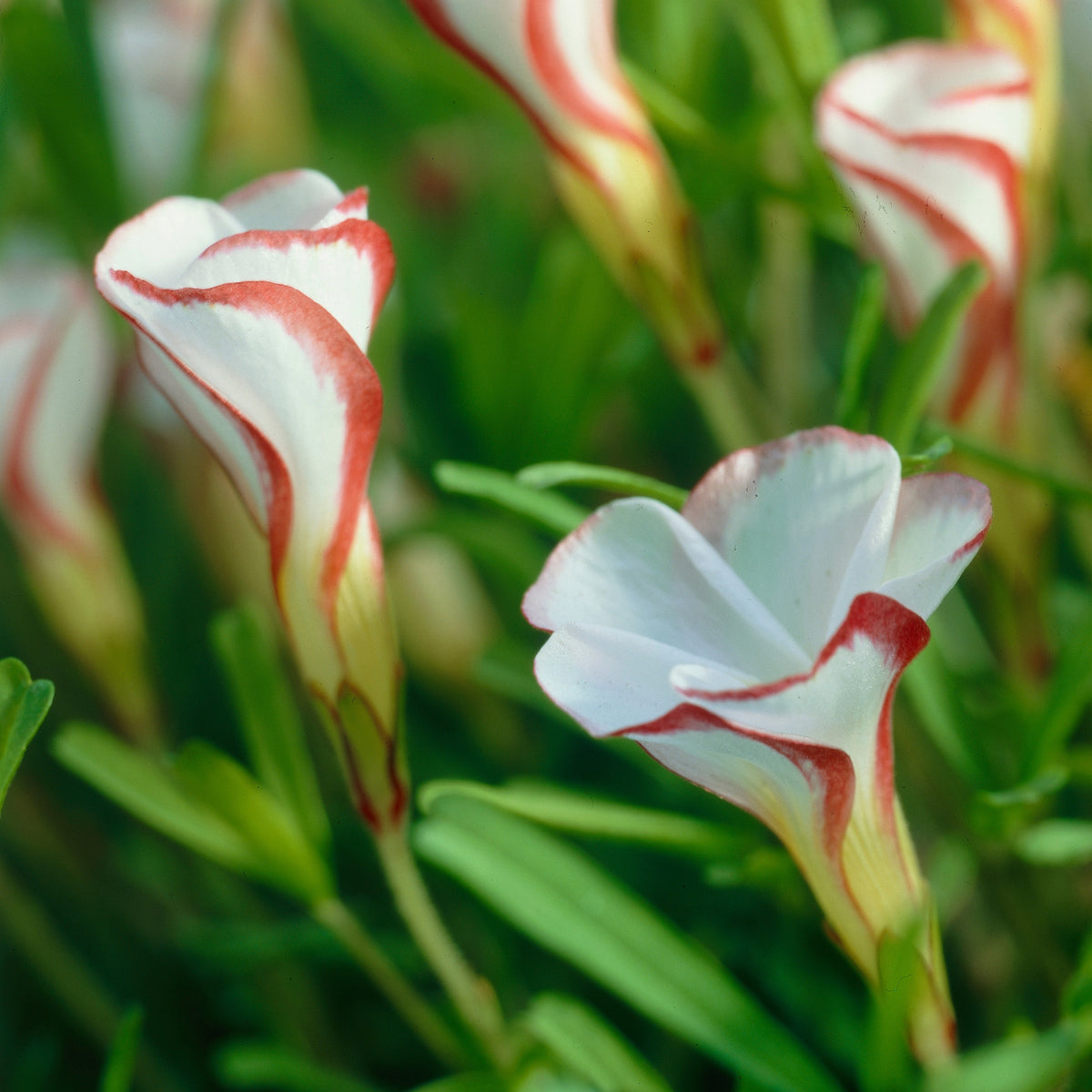 Collection de 15 Oxalis striés - Willemse