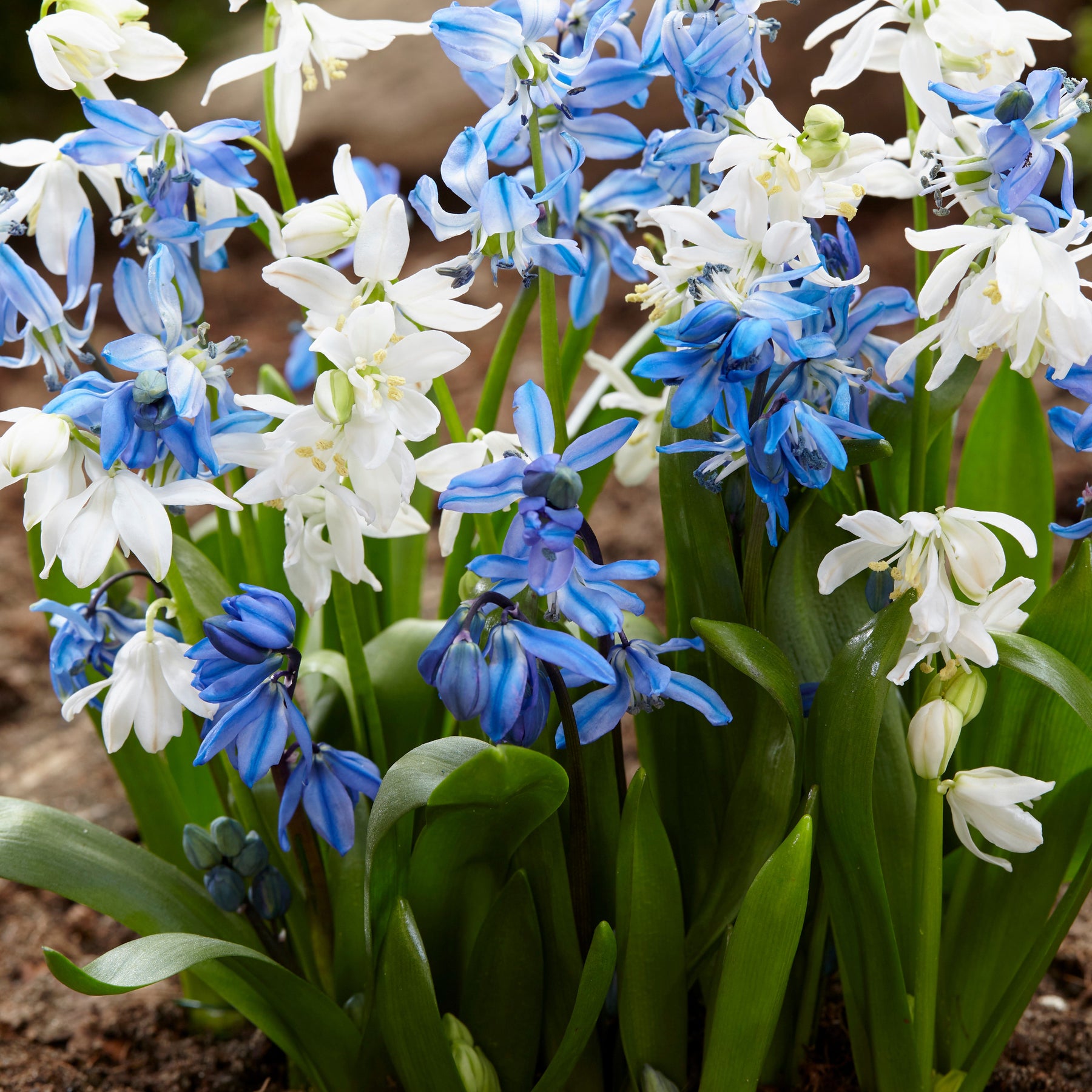 Vente Scille de Sibérie - Scilla - Scilla siberica