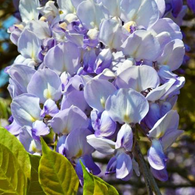 Wisteria sinensis 'caroline' - Glycine de Chine Caroline - Glycines