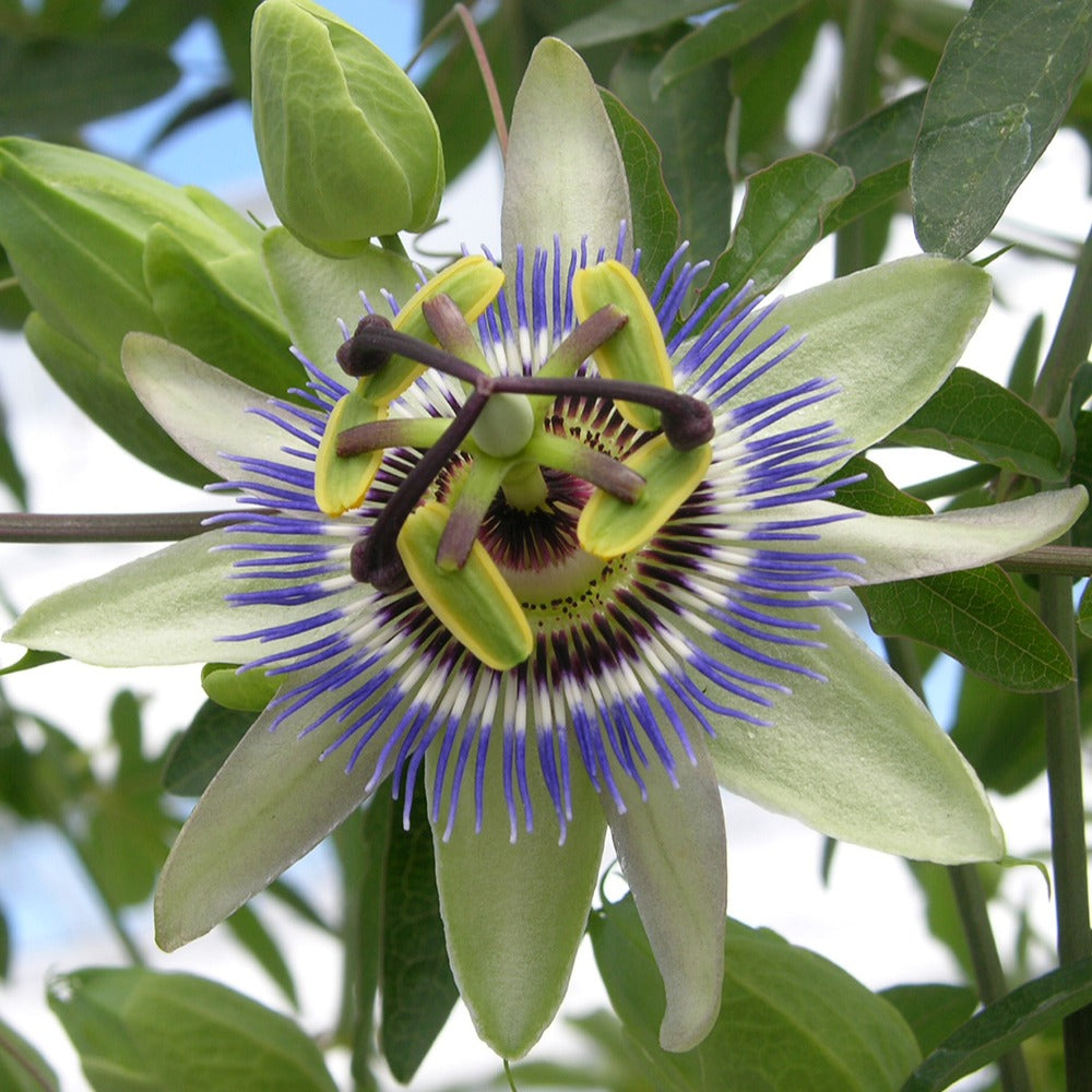 Passiflore bleue - Passiflores - Willemse