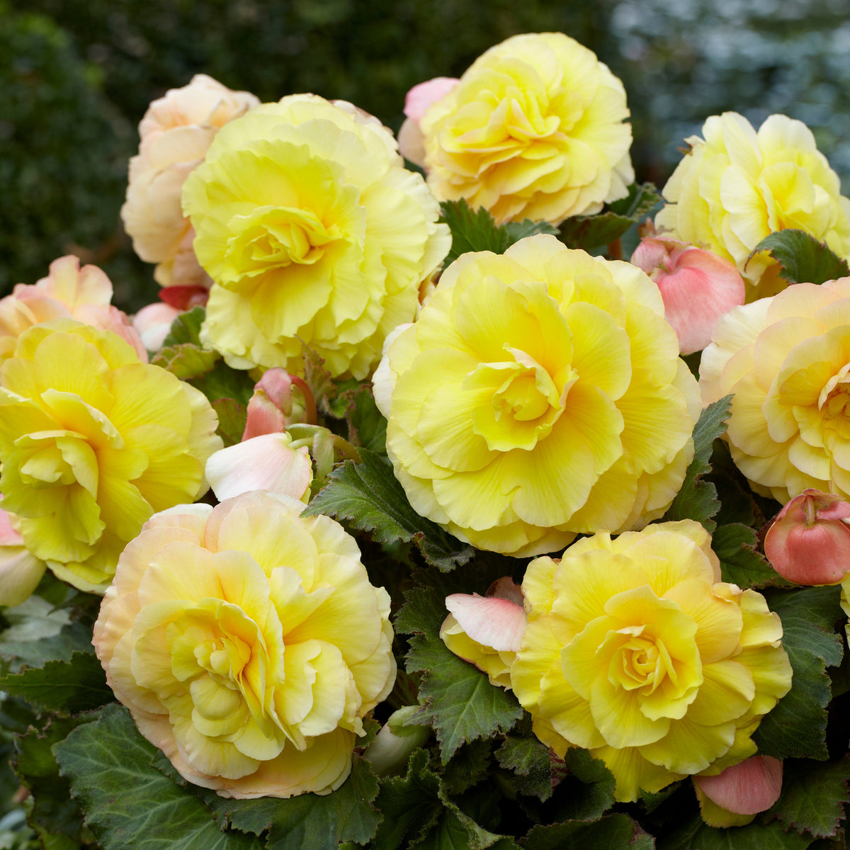 5 Bégonias doubles jaunes - Willemse