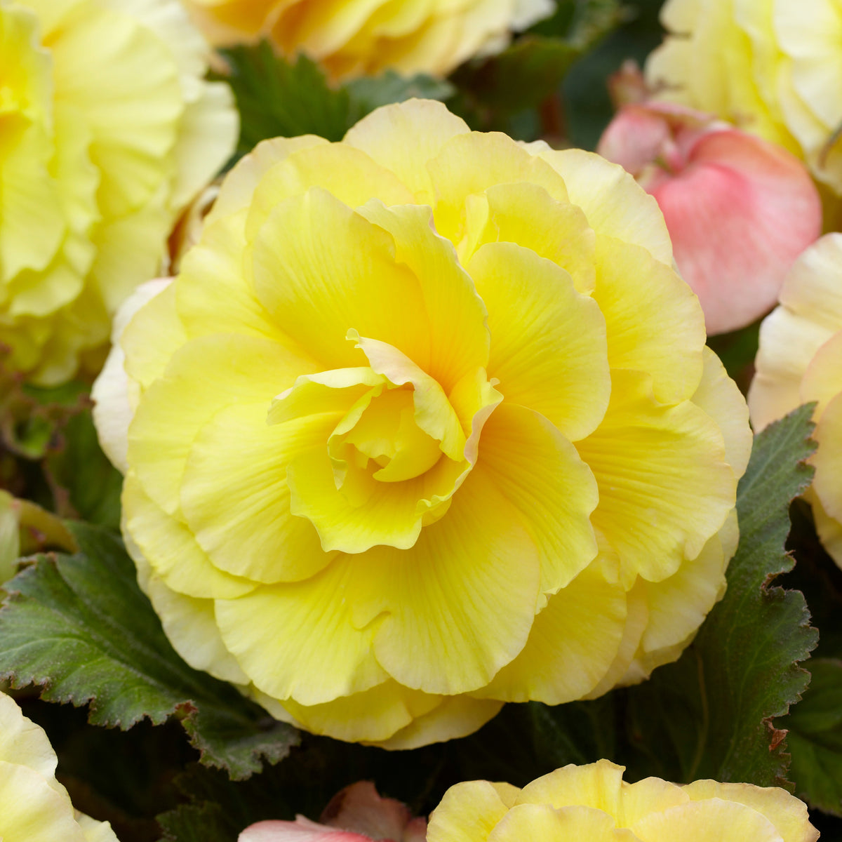 5 Bégonias doubles jaunes - Begonia superba - Willemse