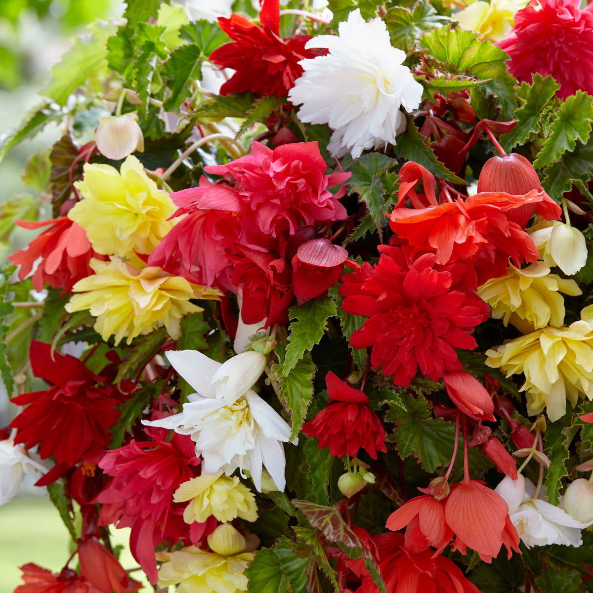 Bégonias pendula simples en mélange - Willemse