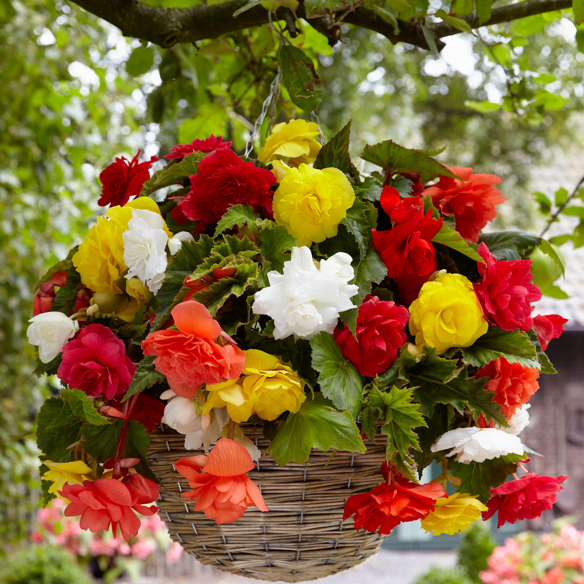 Bégonias retombants à grosses fleurs en mélange - Begonia - Plantes