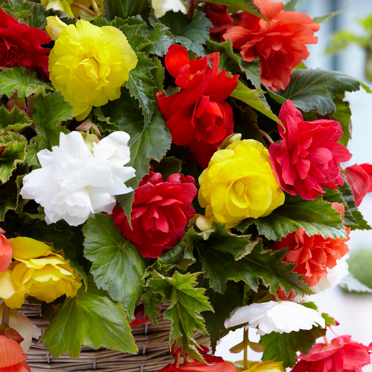 Bégonias retombants à grosses fleurs en mélange - Begonia - Willemse
