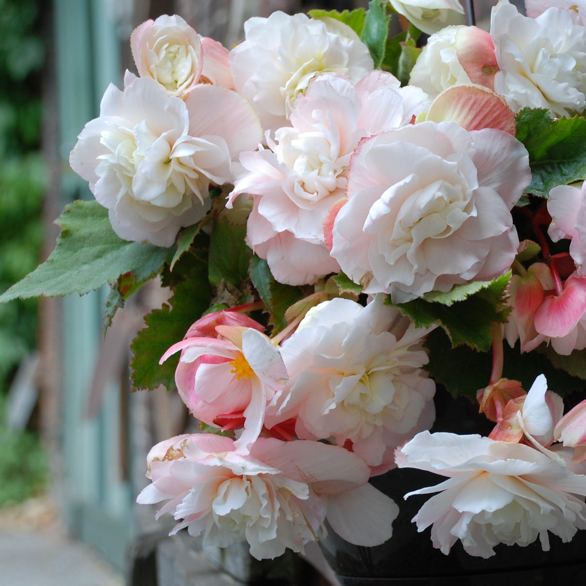 5 Bégonias parfumés Angélique - Begonia odorata angélique