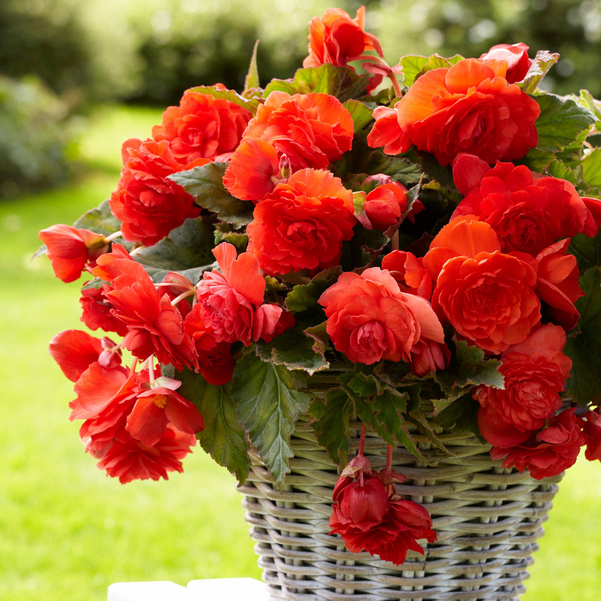 5 Bégonias parfumées Red Glory - Begonia odorata red glory - Bégonia