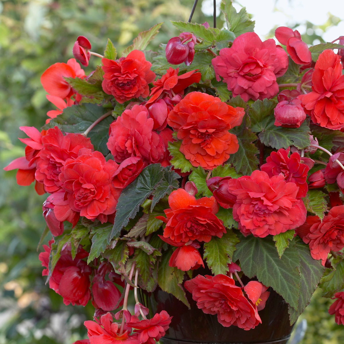 5 Bégonias parfumées Red Glory - Begonia odorata red glory - Willemse