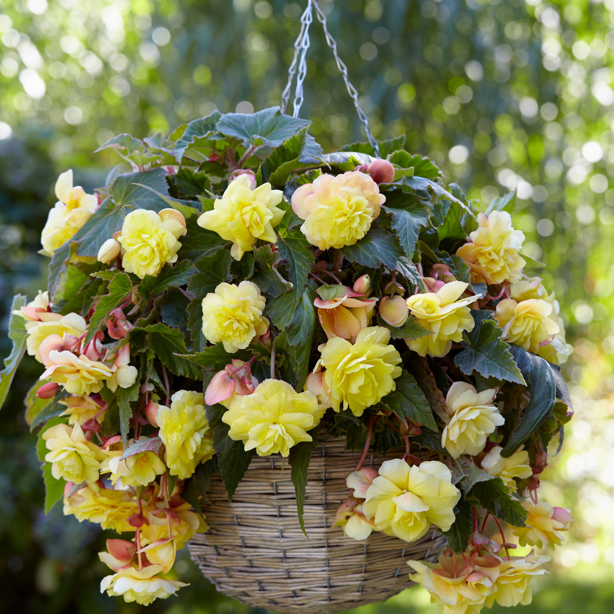 5 Bégonias parfumées Sunny Dream - Willemse