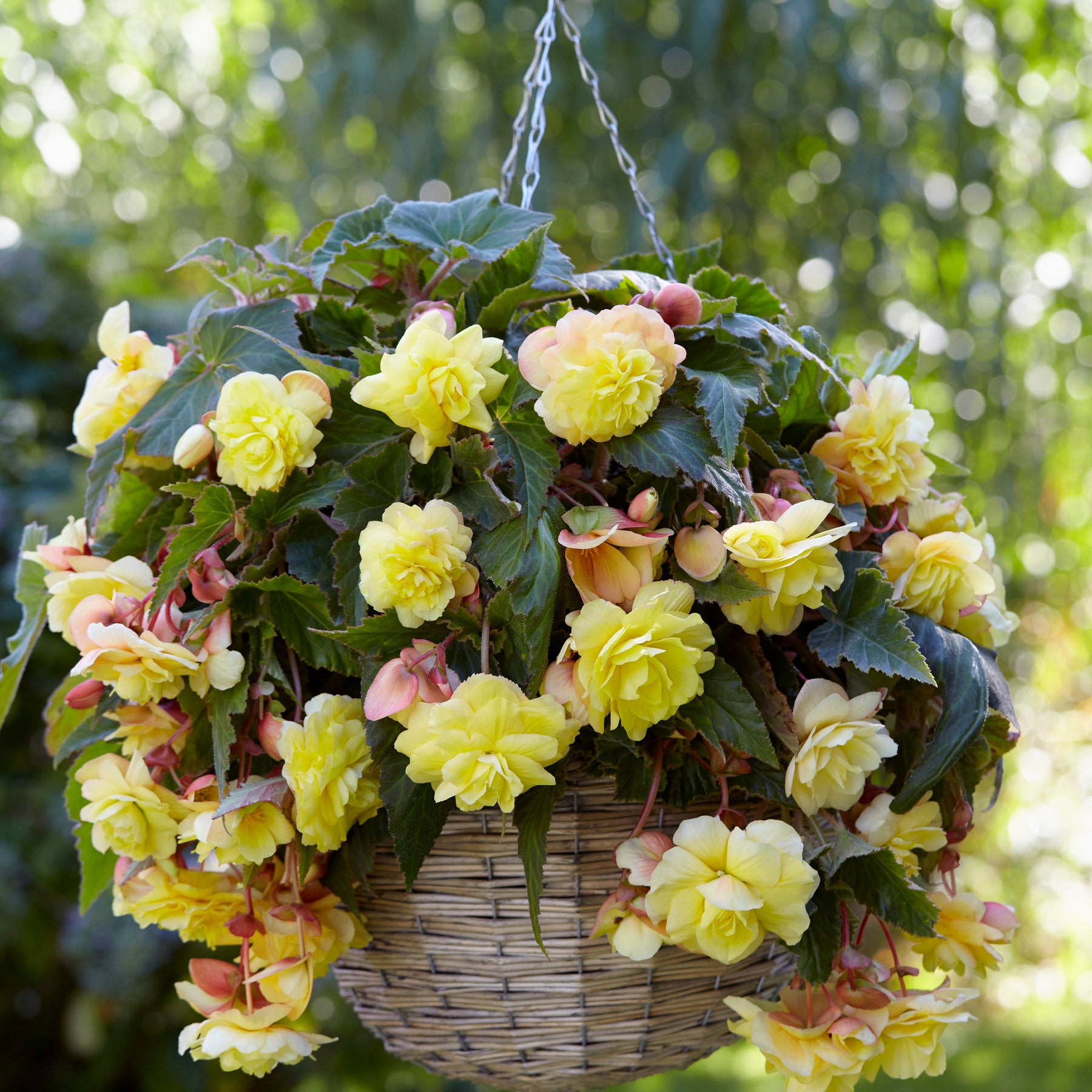5 Bégonias parfumées Sunny Dream - Willemse