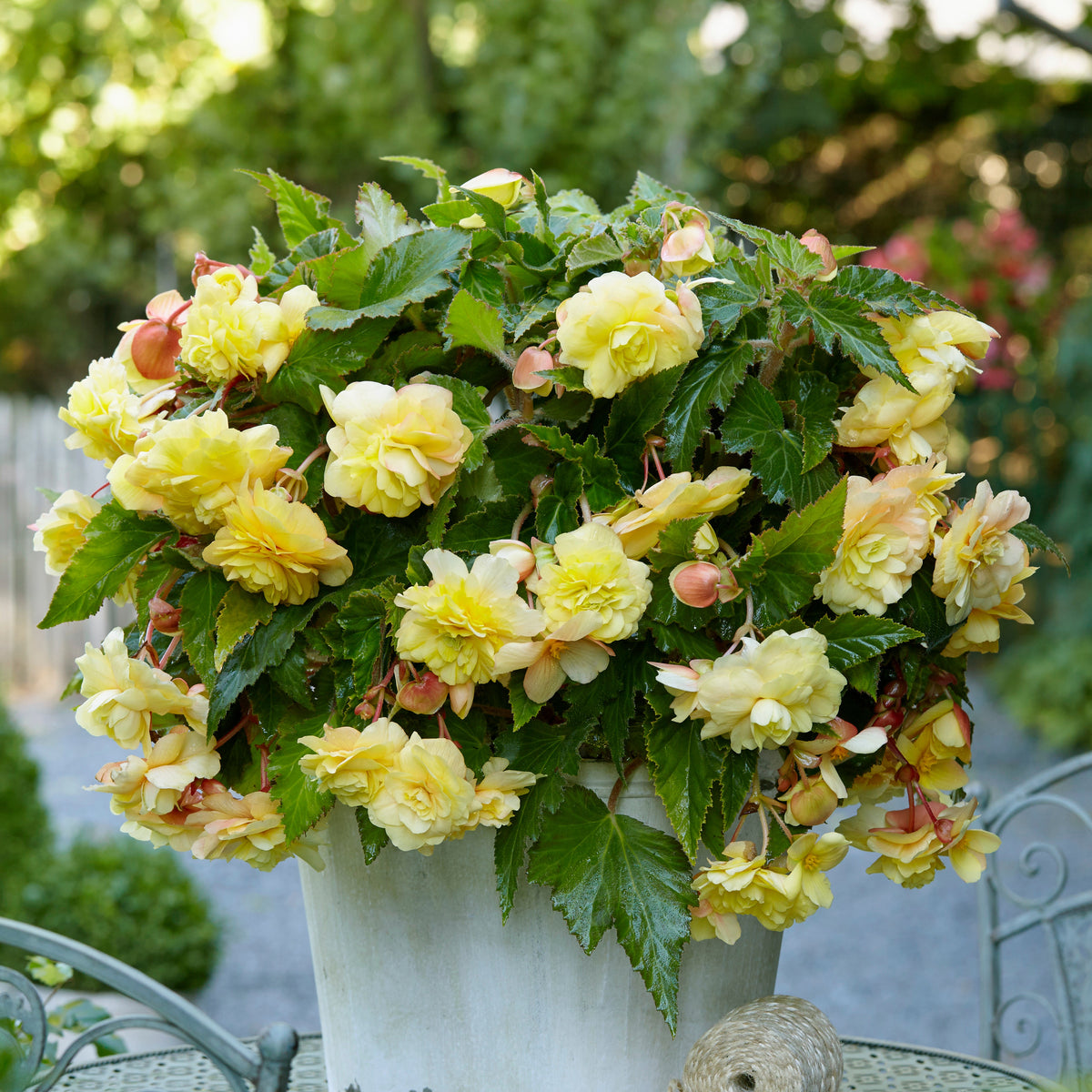5 Bégonias parfumées Sunny Dream - Begonia odorata sunny dream - Willemse