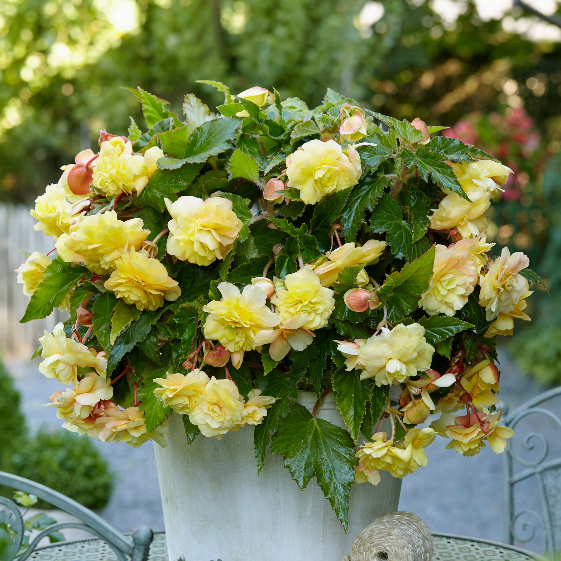 5 Bégonias parfumées Sunny Dream - Begonia odorata sunny dream - Willemse