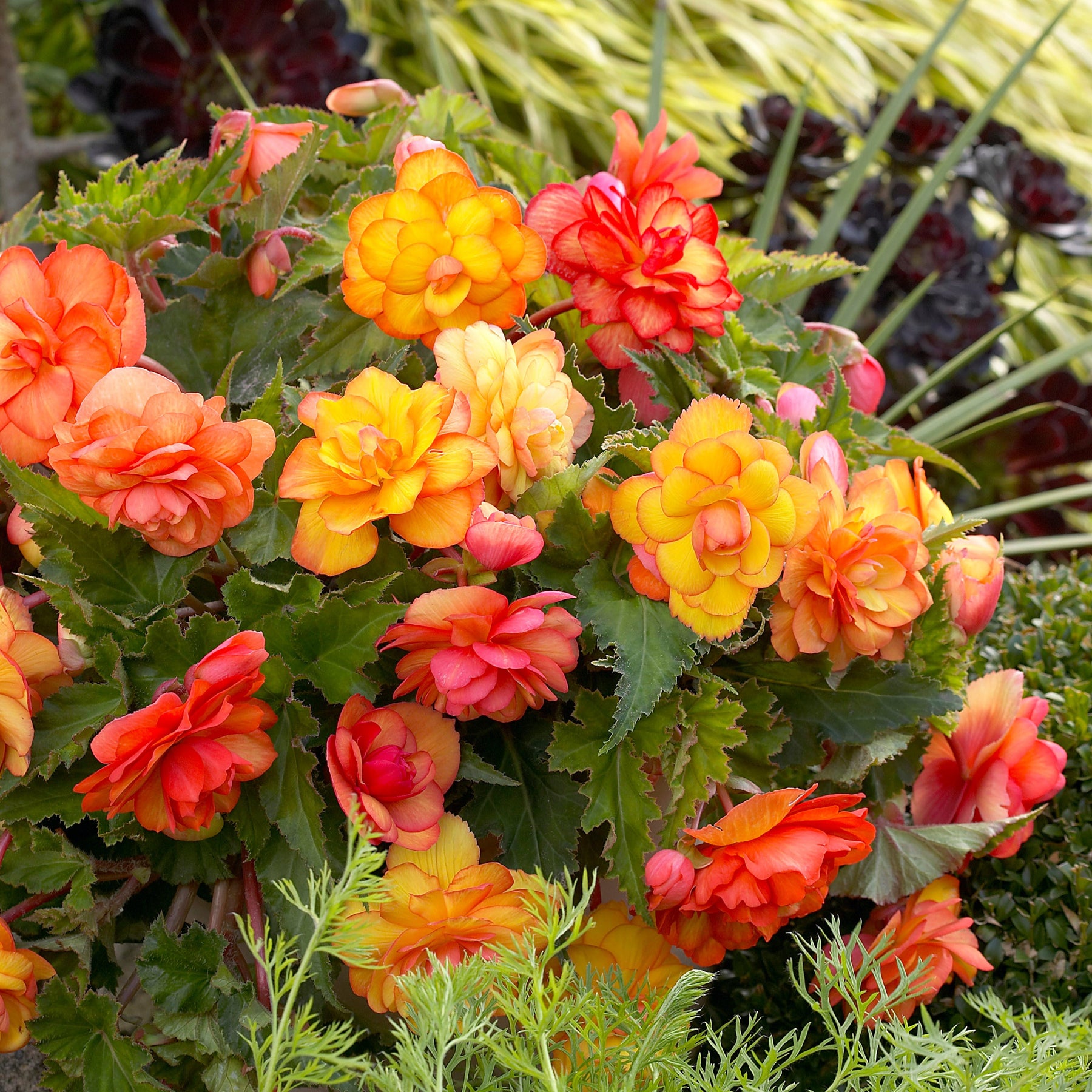 5 Bégonias Picotée Golden Balcony - Willemse