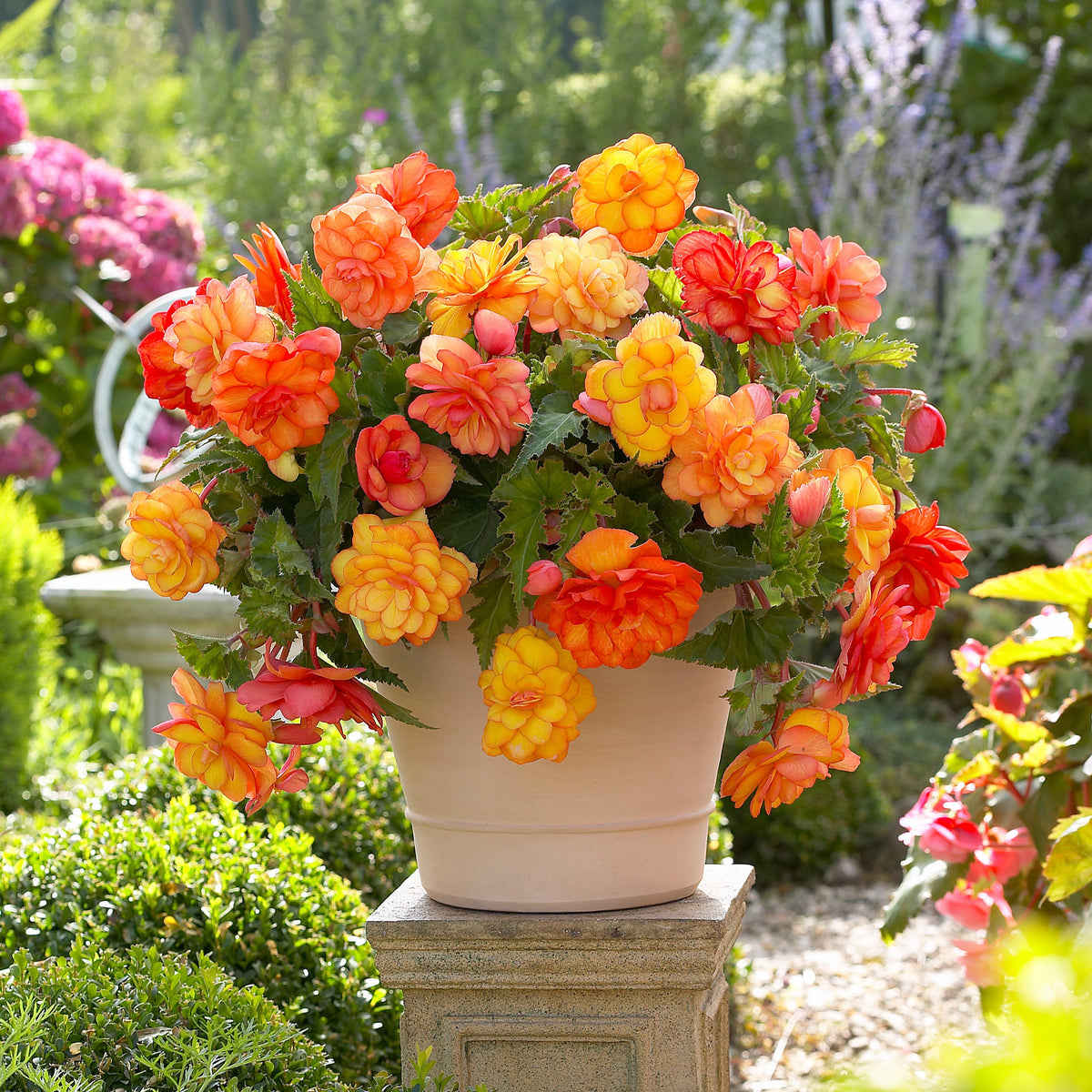 5 Bégonias Picotée Golden Balcony - Begonia golden balcony - Willemse