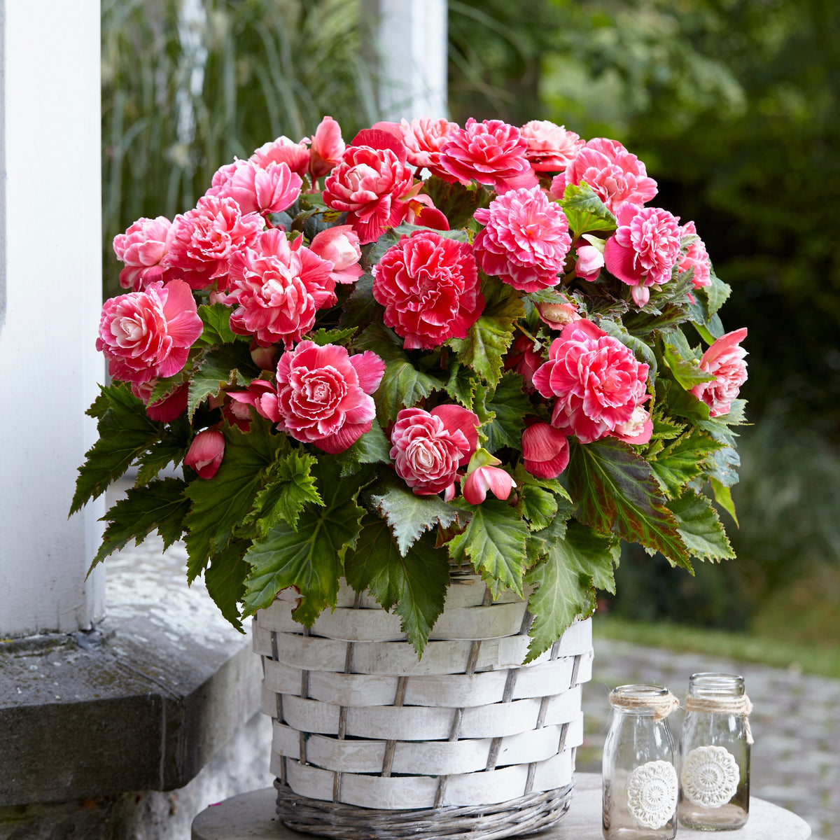 5 Bégonias à fleurs de Camélia - Begonia a fleurs de camélia