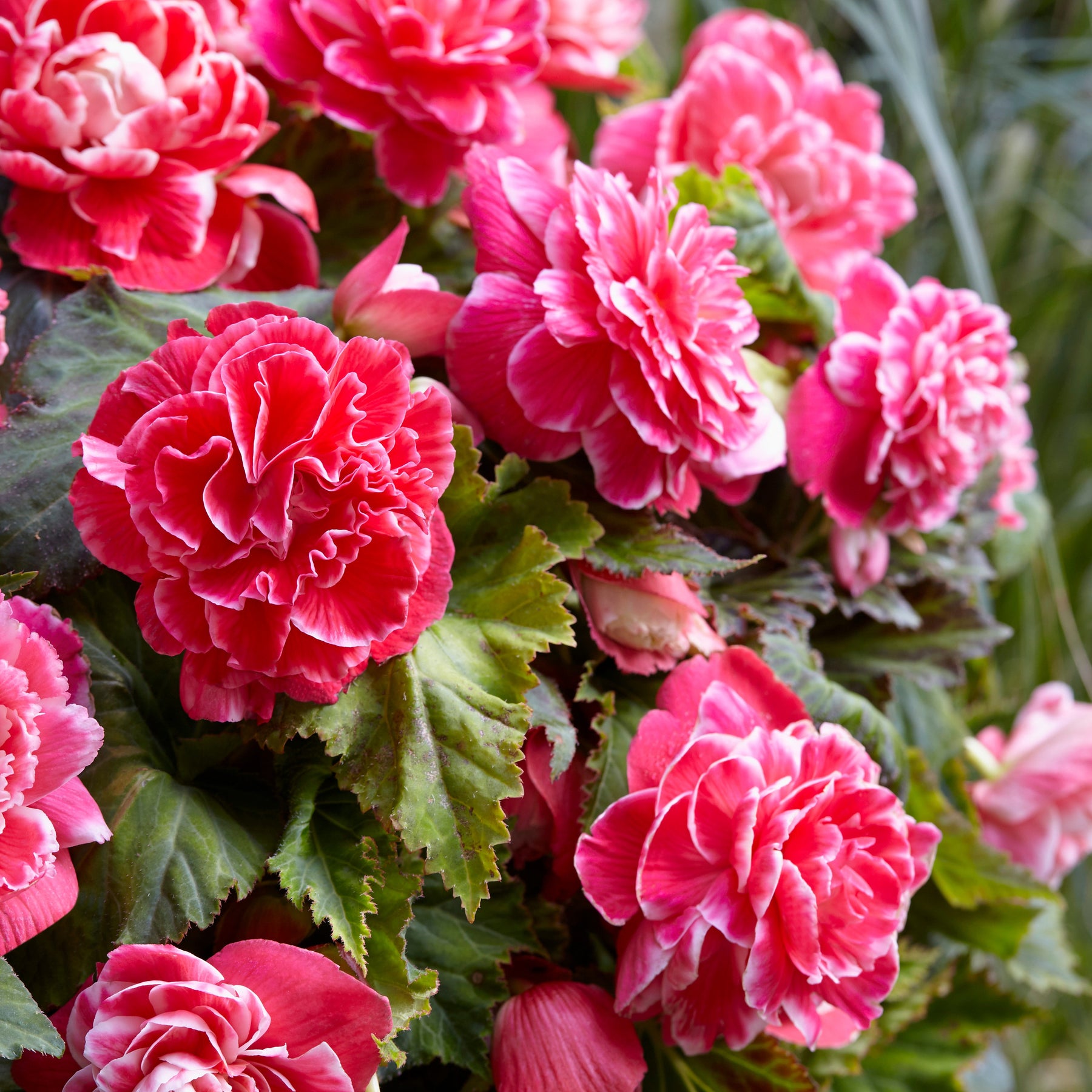 Begonia a fleurs de camélia - 5 Bégonias à fleurs de Camélia - Bégonia
