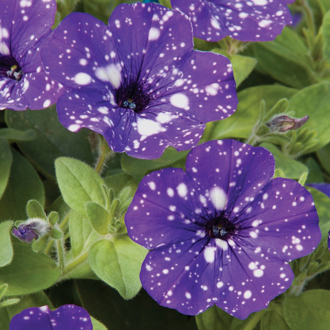 3 Pétunias mouchetés Nuit étoilée - Petunia nightsky - Plantes annuelles