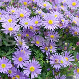 Brachyscome - Brachycome - Balcon et terrasse