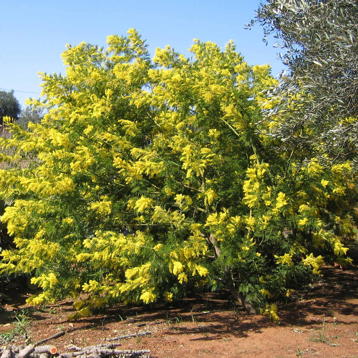 Mimosa d'hiver - Acacia dealbata - Willemse
