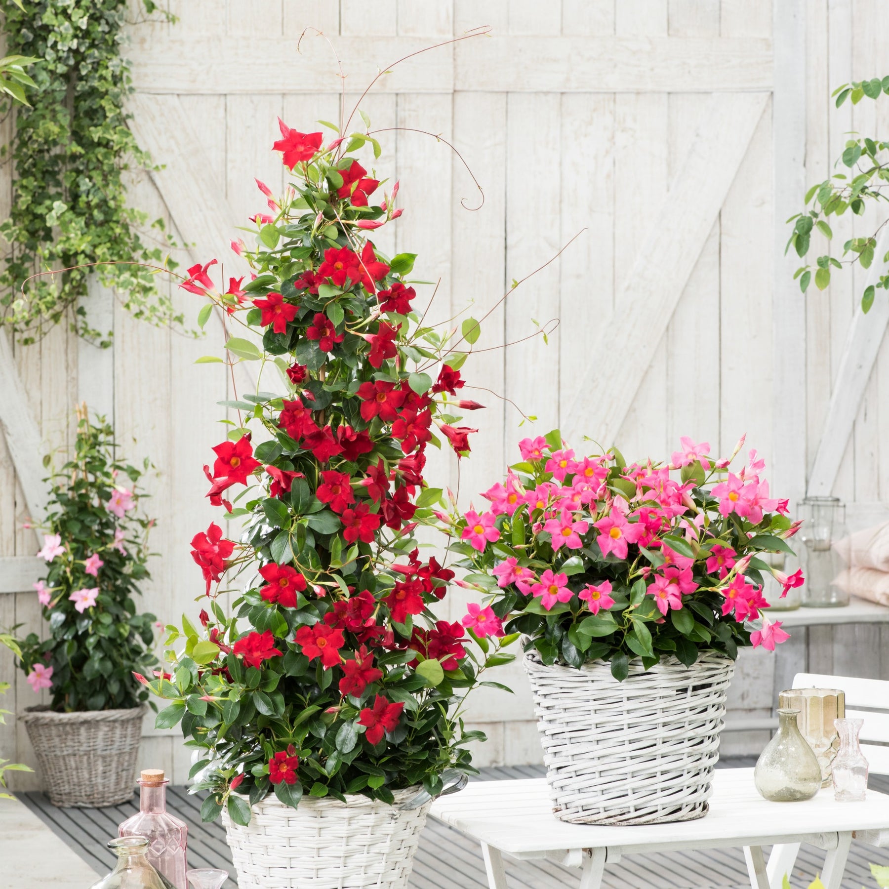 Mandevilla - Jasmin du Brésil - Dipladenia pyramide rouge - Dipladenia