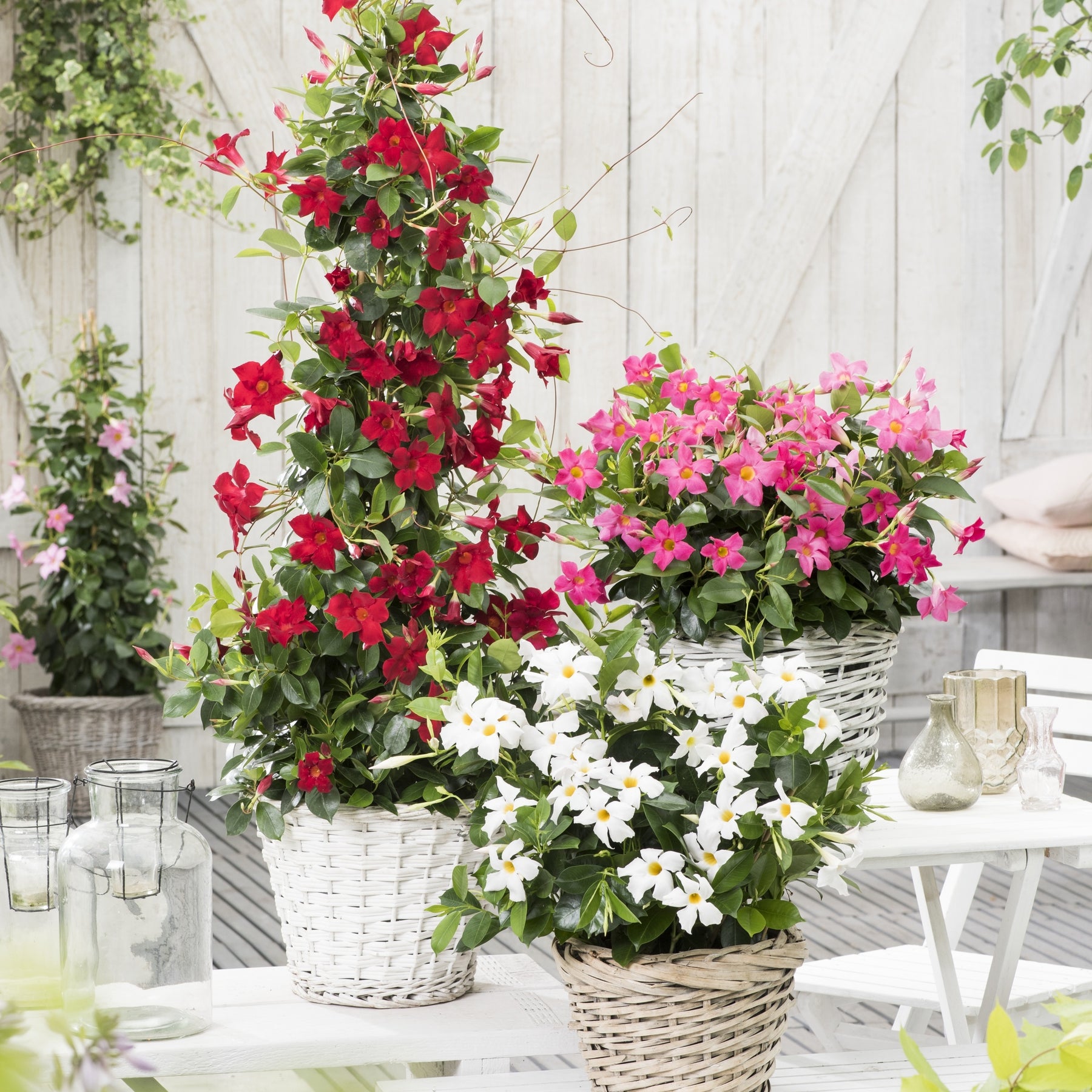 Dipladenia - Jasmin du Brésil rouge - Dipladenia - Dipladenia - Mandevilla