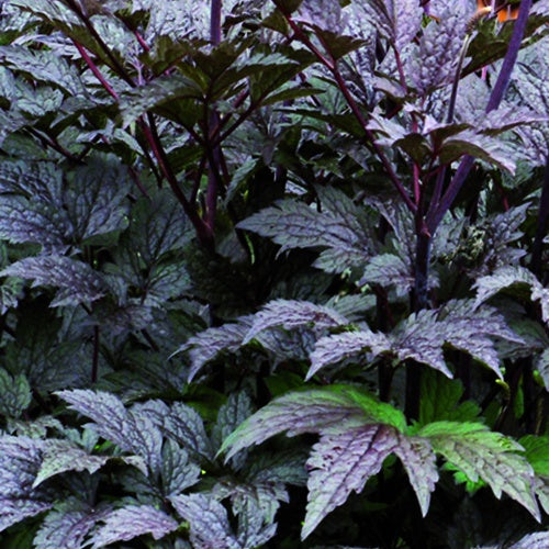 Cierge d'argent Black Negligée - Actaea simplex black negligee - Willemse