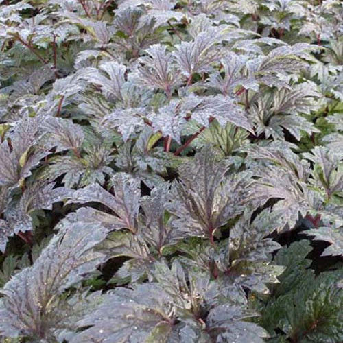 Cierge d'argent Carbonella - Actaea simplex carbonella - Willemse