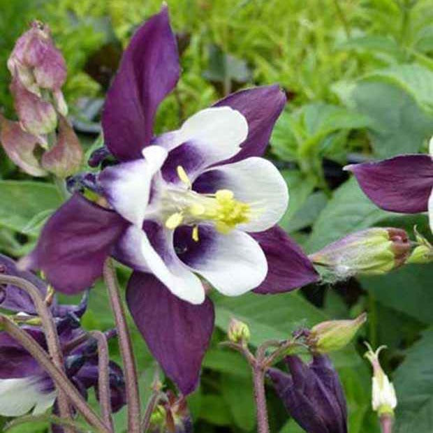 Ancolie des jardins William Guiness - Aquilegia vulgaris william guiness - Willemse