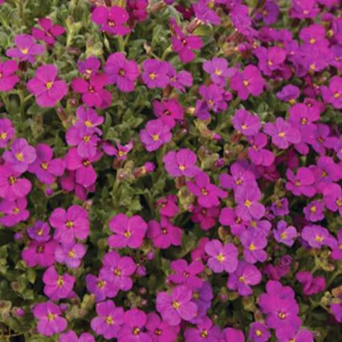 Aubriète Regado Red - Willemse
