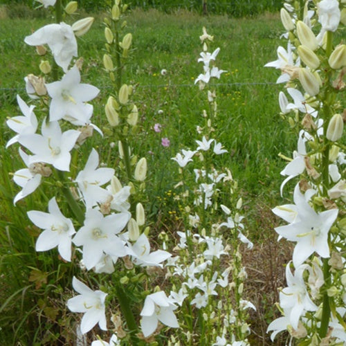 3 Campanules pyramidales Alba - Willemse
