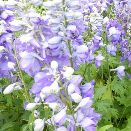 3 Delphiniums géants Guinevere - Willemse