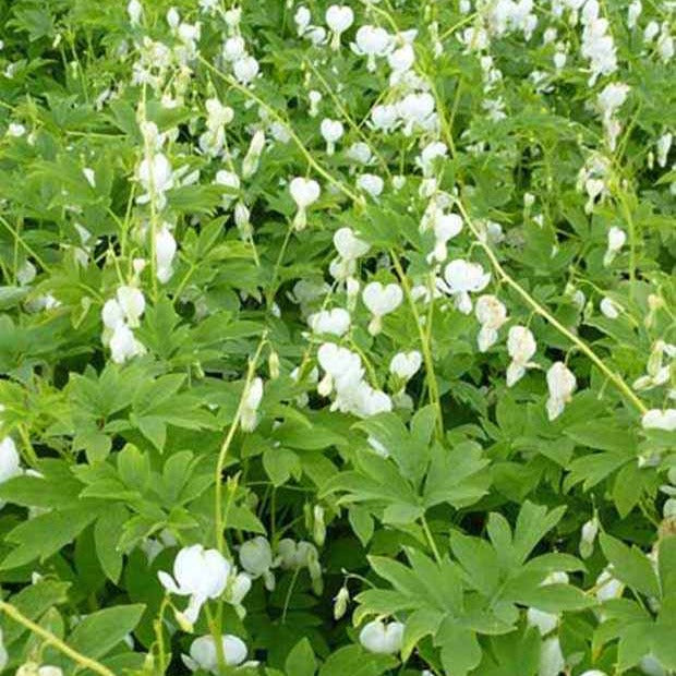 Coeur de Marie blanc - Dicentra spectabilis alba - Willemse