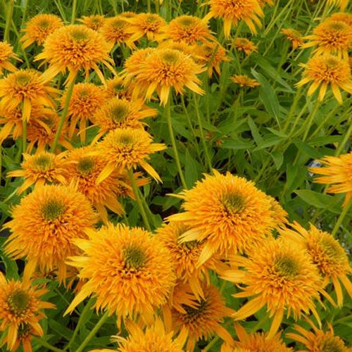 Rudbeckia Secret Glow - Echinacea - Willemse
