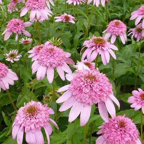 Rudbeckia pourpre Secret Romance - Echinacea - Willemse