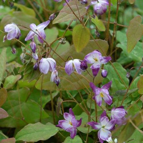 Epimedium Merlin - Willemse