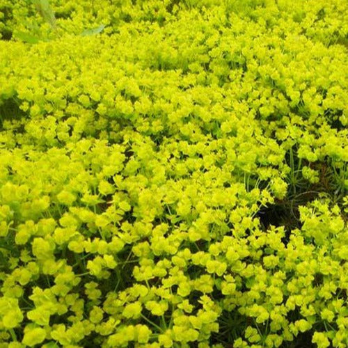 Euphorbe petit-cyprès Fens Ruby - Euphorbia cyparissias fens ruby - Plantes