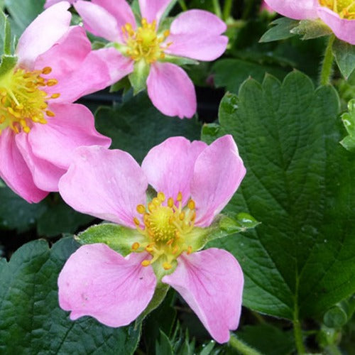 Fraisier rose Pink Panda - Willemse