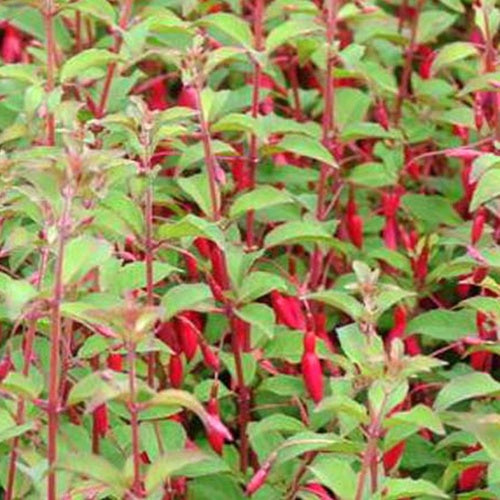Fuchsia rustique à feuilles pourpres - Fuchsia magellanica var. gracilis - Willemse