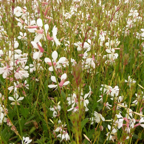 Gaura Madonna - Willemse