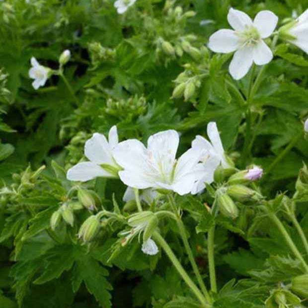 Géranium vivace des bois Album - Willemse