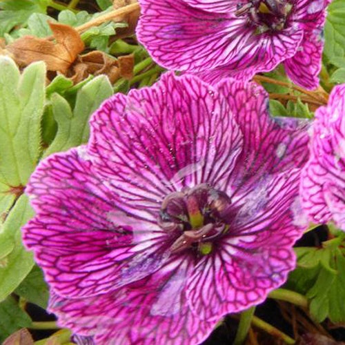 Géranium vivace Jolly Jewel Lilac - Willemse