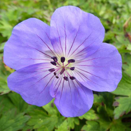 Géranium vivace Azure Rush - Geranium azure rush - Plantes