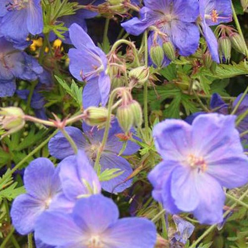 Géranium vivace Brookside - Geranium brookside - Willemse