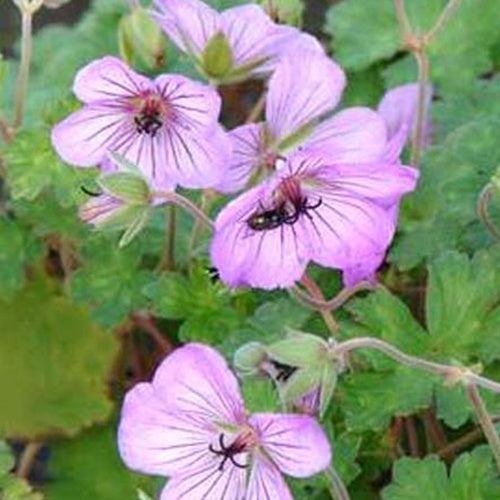 Géranium vivace Joy - Willemse