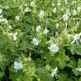 Geranium vivace White Ness - Willemse