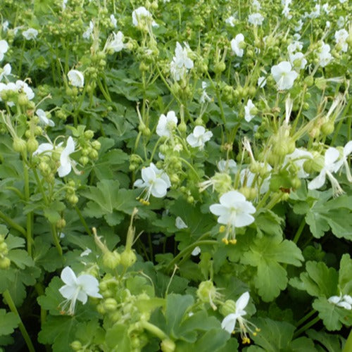 Geranium vivace White Ness - Willemse