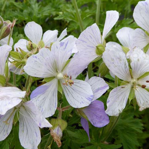 Géranium vivace Splish Splash - Willemse