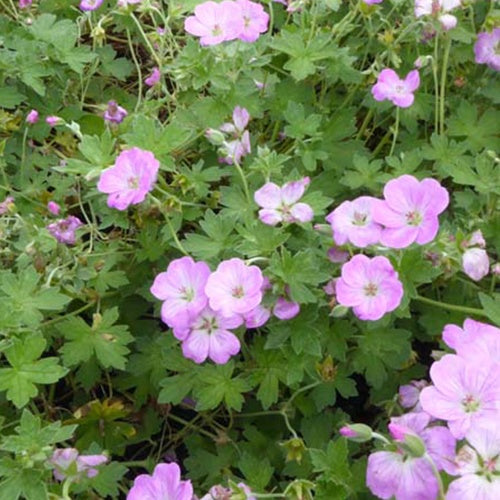 Géranium vivace Mavis Simpson - Willemse