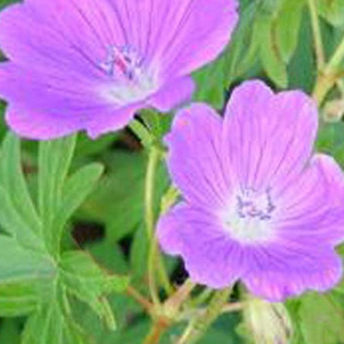 Géranium vivace sanguin Elsbeth - Willemse